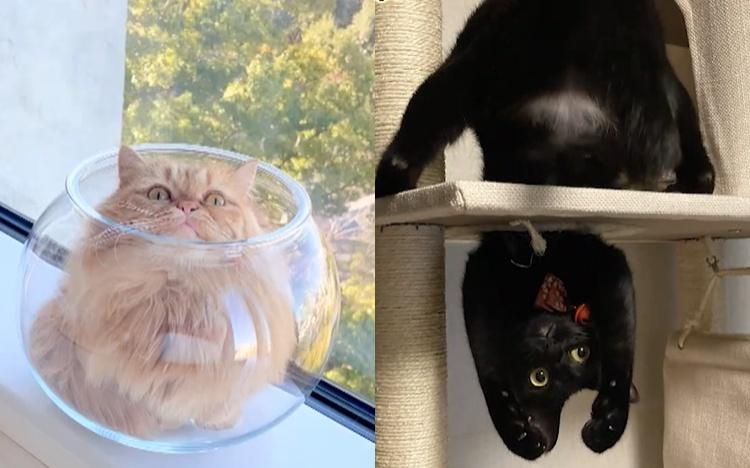 かわいい猫ちゃん集合！鉢にスッポリ、逆さに穴にハマる、お手本のよう