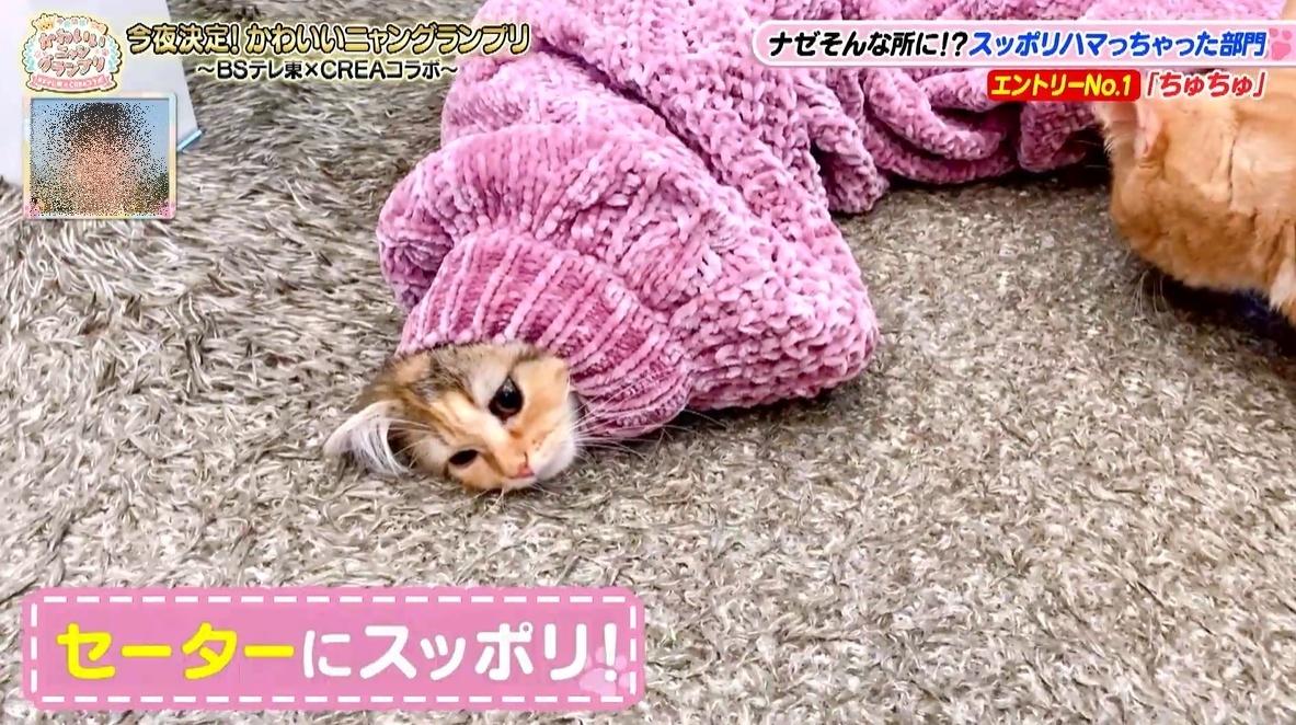 かわいい猫ちゃん集合！鉢にスッポリ、逆さに穴にハマる、お手本のよう
