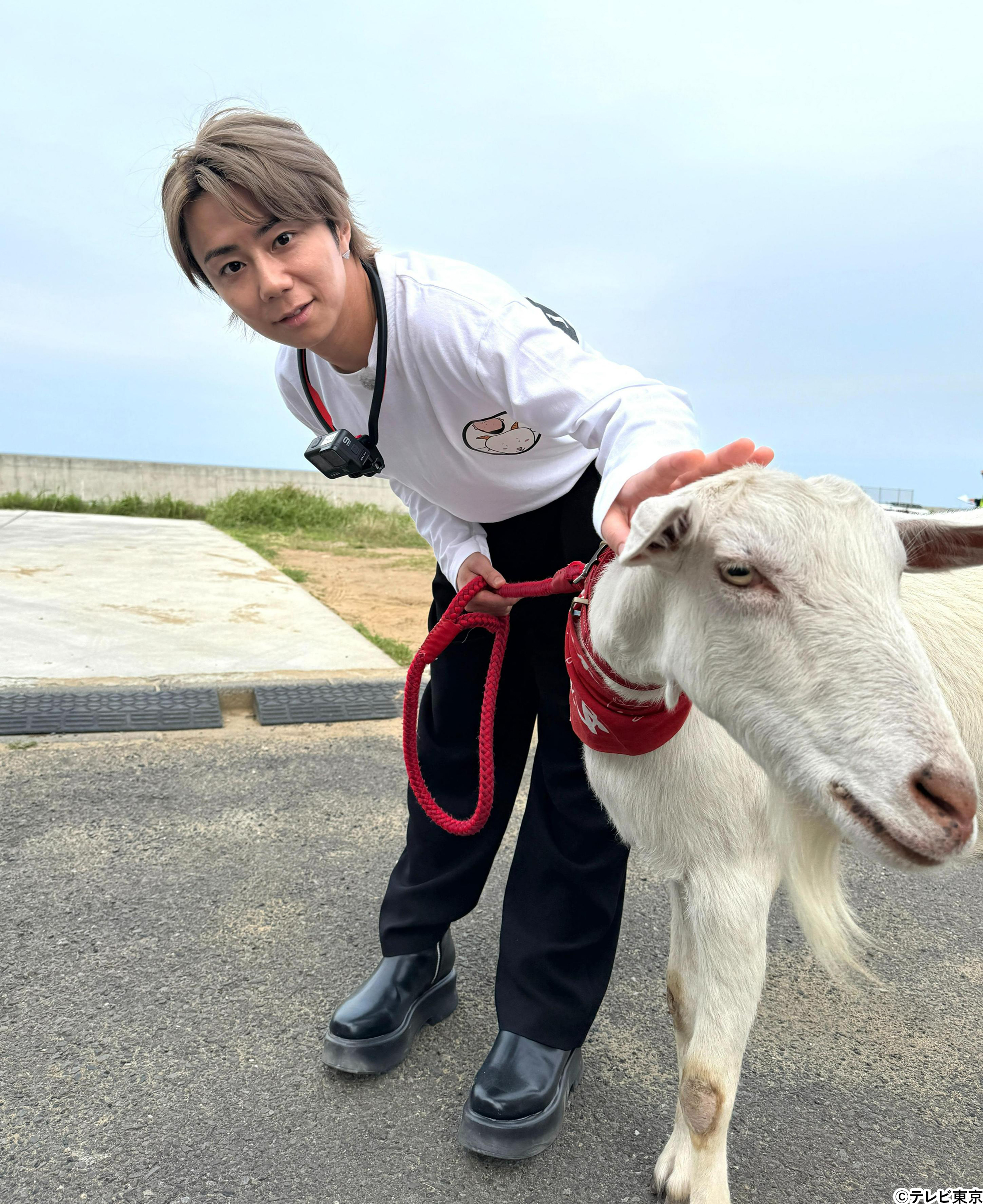 Amazon.co.jp: テレ東 ヤギと大悟 千鳥 フェイスタオル : ホーム
