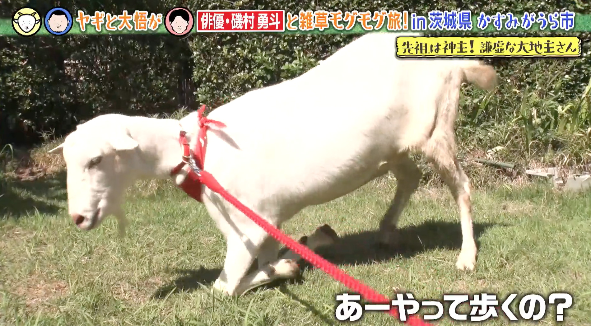 ★非売品★磯村勇斗　カード① VS Sassoon 実力派俳優・磯村勇斗、30歳を記念した最新写真集が発売決定