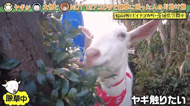 90歳のお父さんの股間を嗅いで咳き込む！？「ヤギと大悟」今週の追い