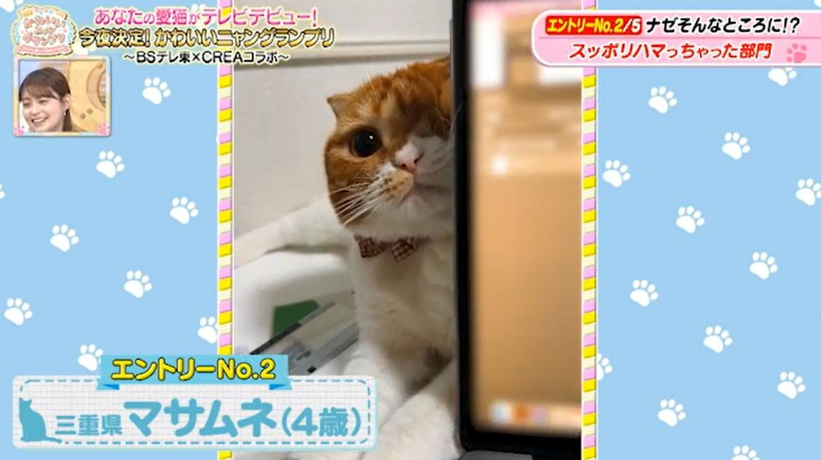 猫ちゃん驚きの表情のワケは…お尻が臭すぎる！？かわいい猫ちゃん動画