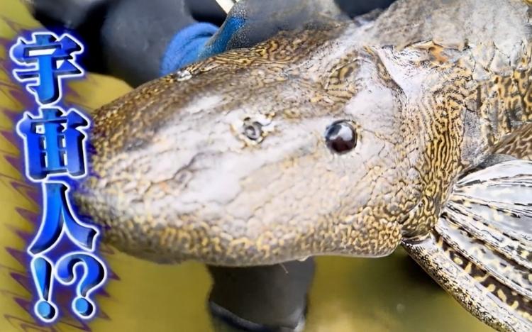 ヤバすぎ＞鎧のように硬い黒珍魚…極太オオウナギ＆野生キクラゲも：所