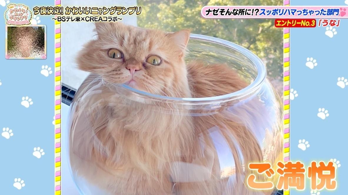 猫ちゃん様 かわいい猫ちゃん集合！鉢にスッポリ、逆さに穴にハマる、お手本のよう
