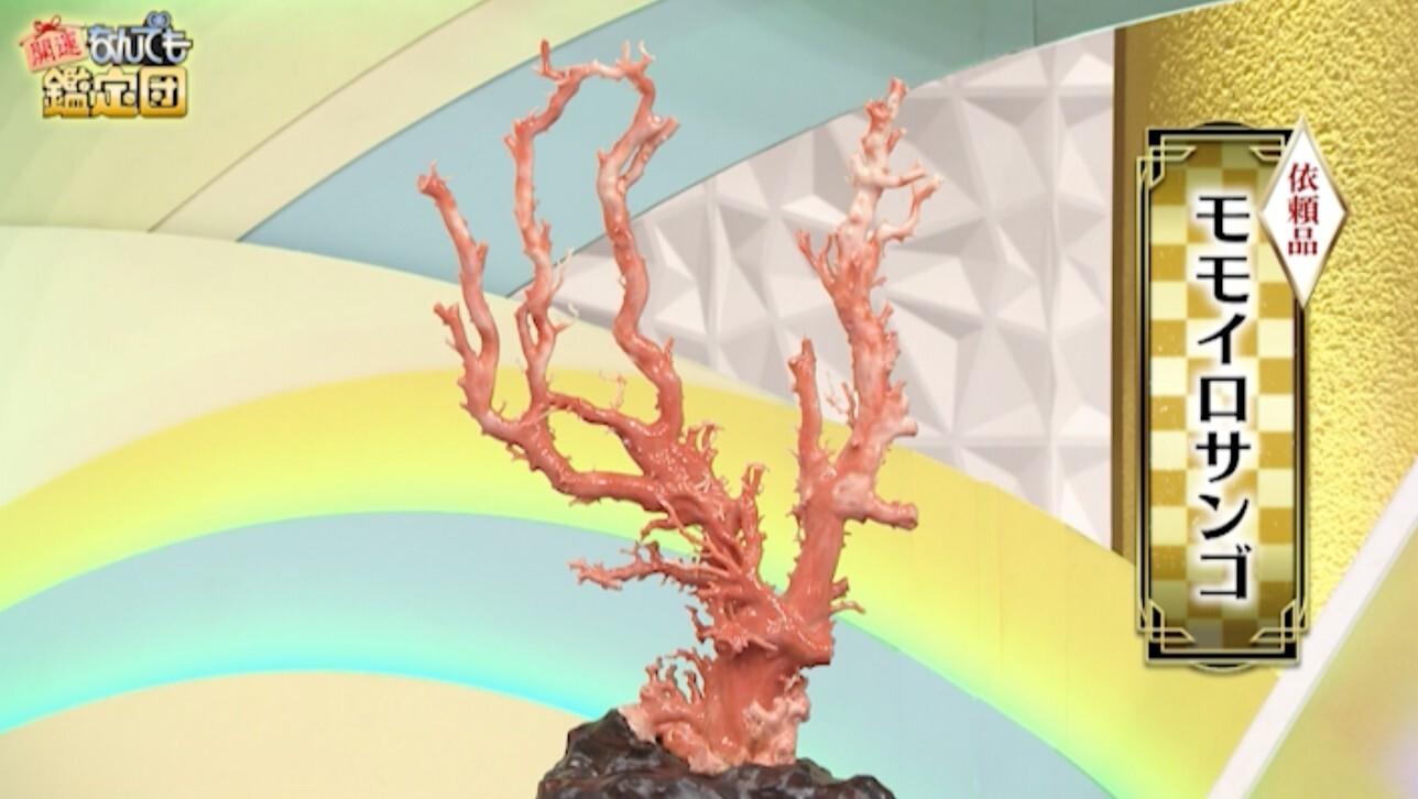 超貴重！叔母の遺品「モモイロサンゴ」が550万円に！「正直いらない