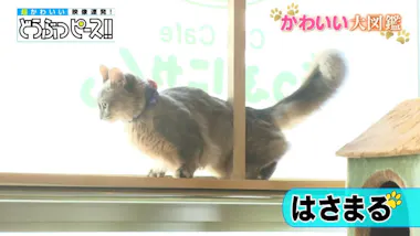 免费的配信]猫咖啡厅的猫等正变得晚上？拍摄好可爱的关键时刻| tere东 ...