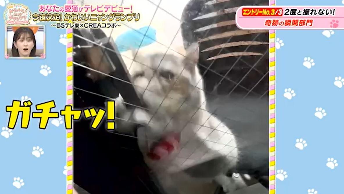 猫ちゃん驚きの表情のワケは…お尻が臭すぎる！？かわいい猫ちゃん動画