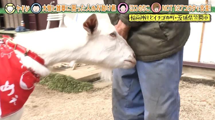 90歳のお父さんの股間を嗅いで咳き込む！？「ヤギと大悟」今週の追い