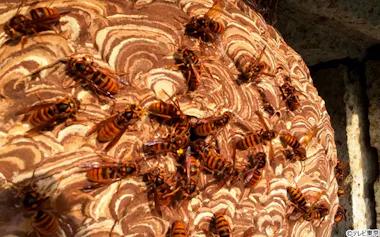住宅街で…凶暴スズメバチの巣が巨大化！殺人ハチが2000匹超えの大量 