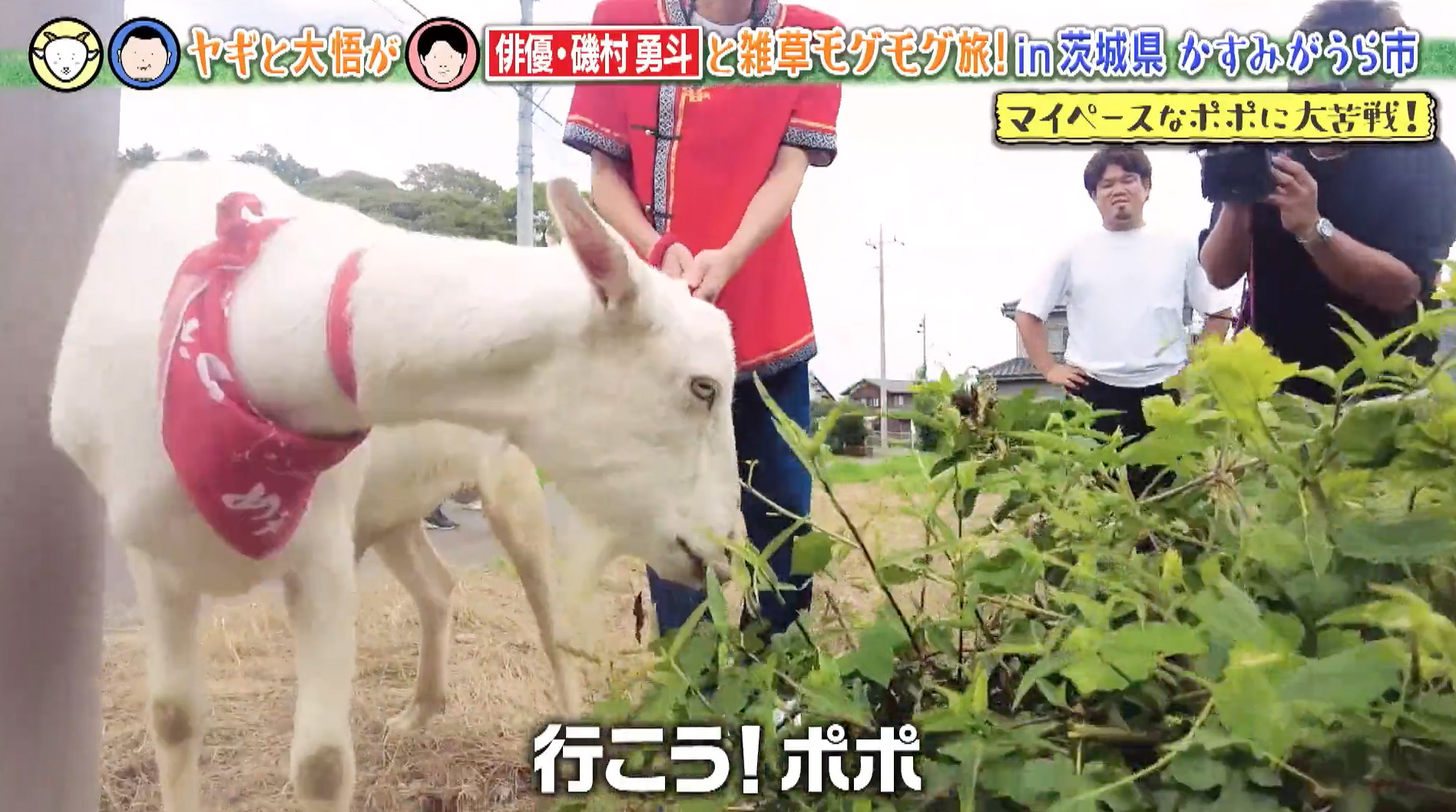 俳優・磯村勇斗をグラビアポーズで誘惑！？ヤギがセクシーすぎる新技