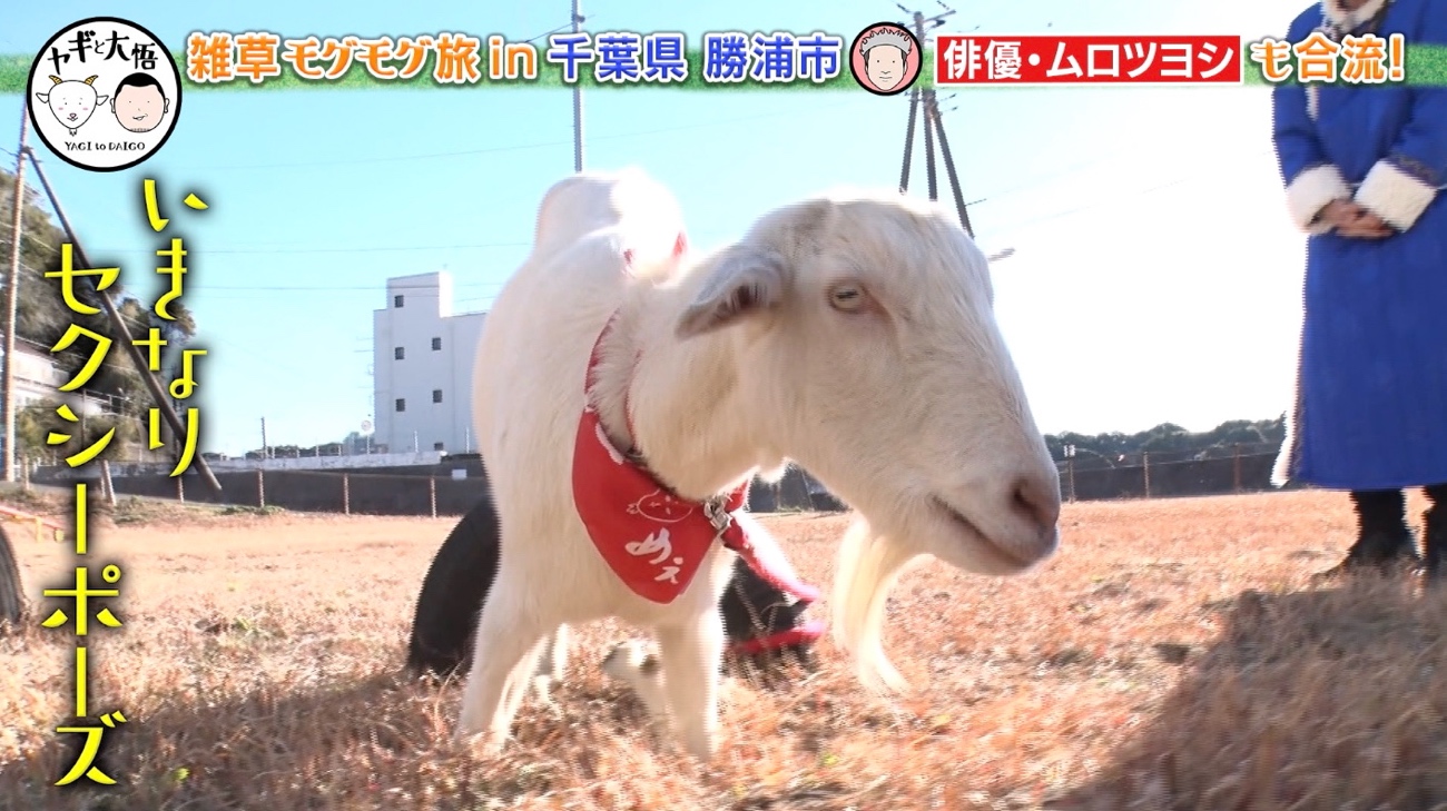 千鳥・大悟「ウチの会社、今大変よ…」ヤギにぼやく！？ムロツヨシも