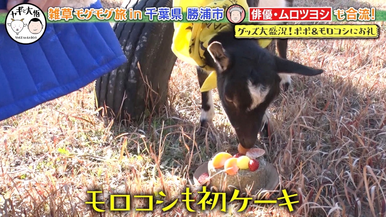 千鳥・大悟「ウチの会社、今大変よ…」ヤギにぼやく！？ムロツヨシも
