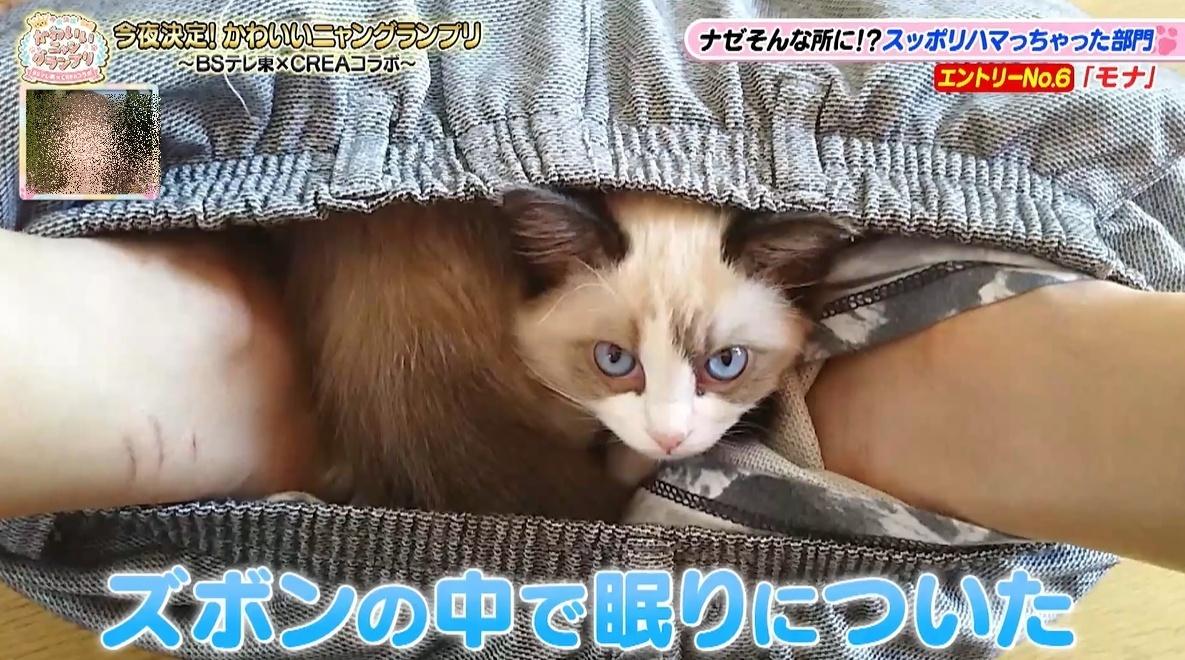 かわいい猫ちゃん集合！鉢にスッポリ、逆さに穴にハマる、お手本のよう