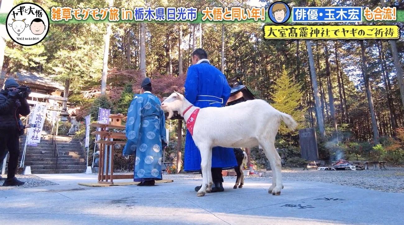 玉木宏がヤギとお散歩！？モンゴル衣装に身を包み、千鳥・大悟「笑うて