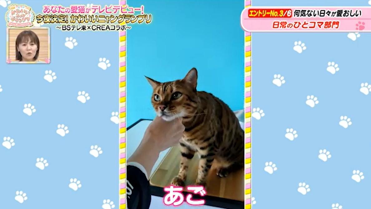 猫ちゃん驚きの表情のワケは…お尻が臭すぎる！？かわいい猫ちゃん動画