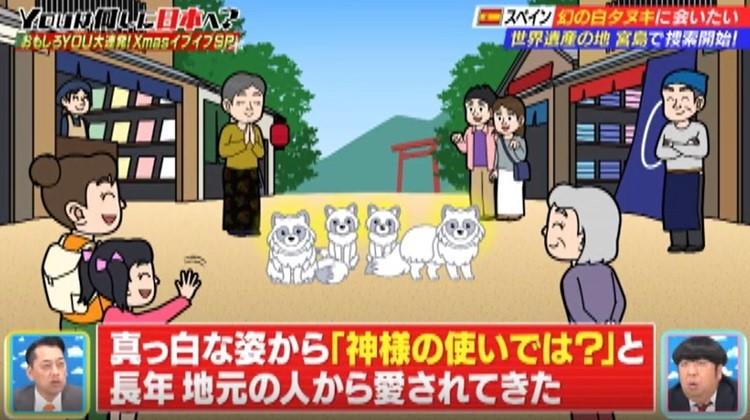 世界遺産の宮島で“幻の白タヌキ”を大捜索！でも見つからない…YOUに奇跡