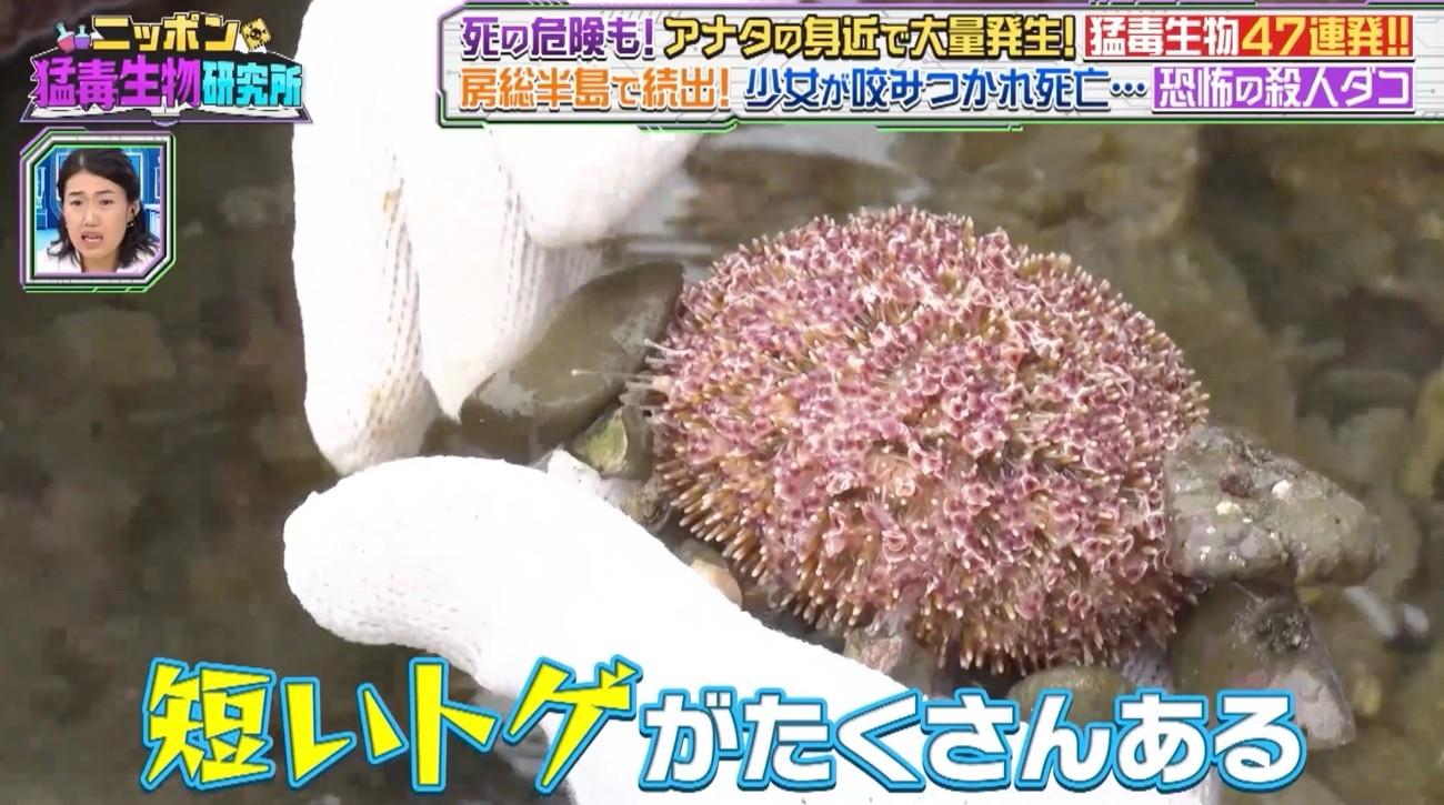 触るな危険！＜海にひそむ猛毒生物＞知らないと命の危険も…房総半島で