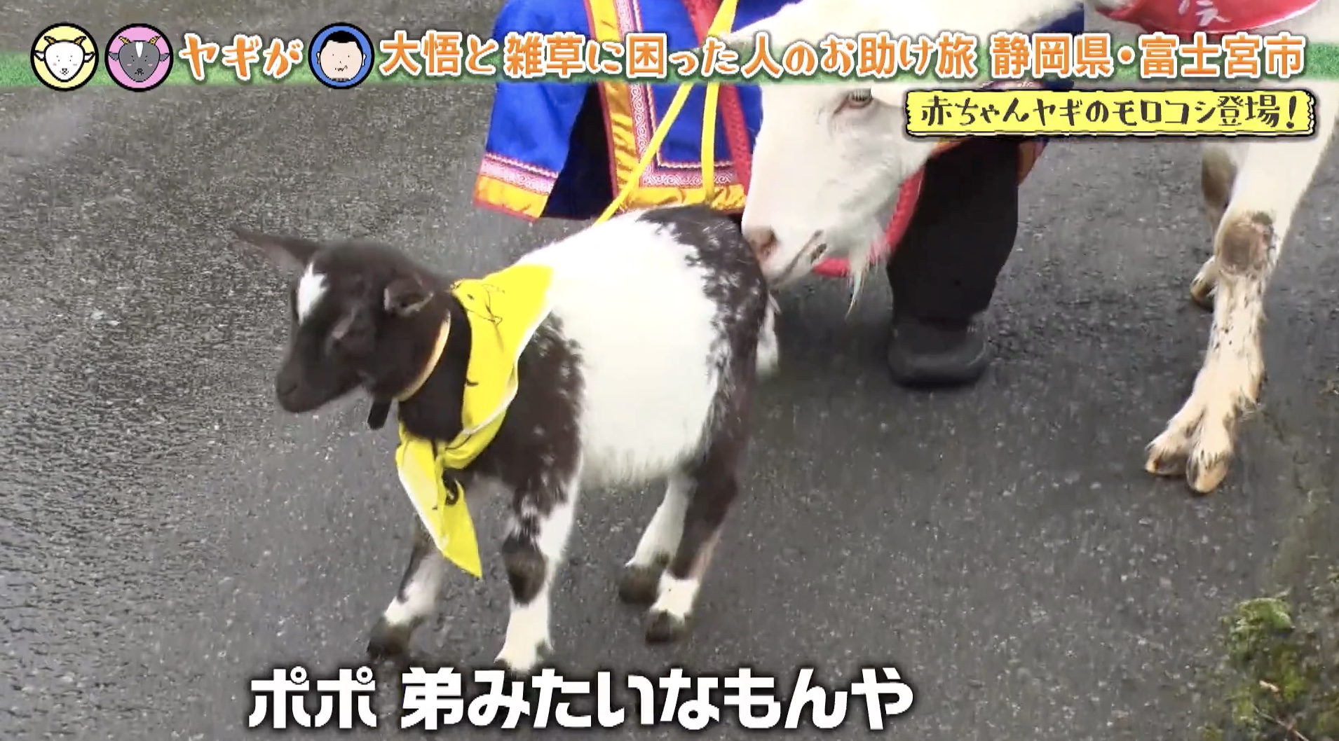 抱かれたいヤギNo．1！？雑誌「anan」に取材されるも、新星登場で大