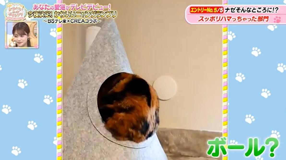 猫ちゃん驚きの表情のワケは…お尻が臭すぎる！？かわいい猫ちゃん動画