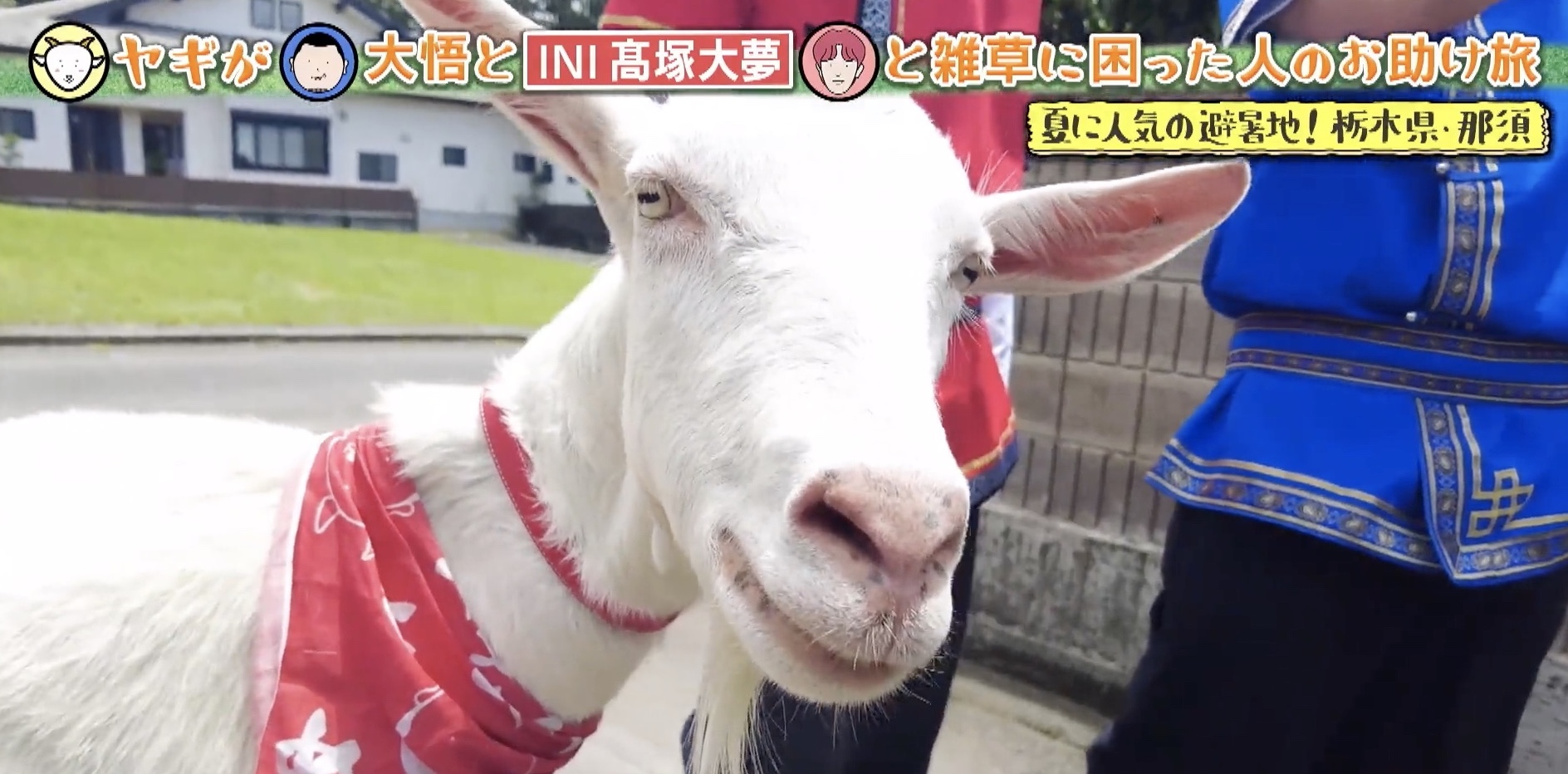 INI 髙塚大夢、＂ヤギ見知り＂ゼロ！デビュー前の意外な職業も | テレ