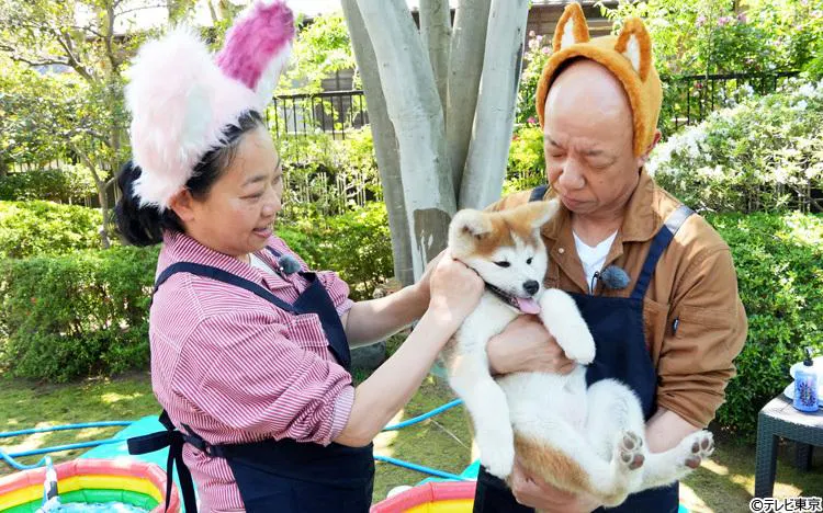 癒しのモフモフ！秋田犬の赤ちゃんをシャンプーする体験