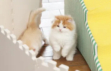真琴つばさが語る 愛猫・アビィとの絆「猫には“癒やしや幸福感”だけ