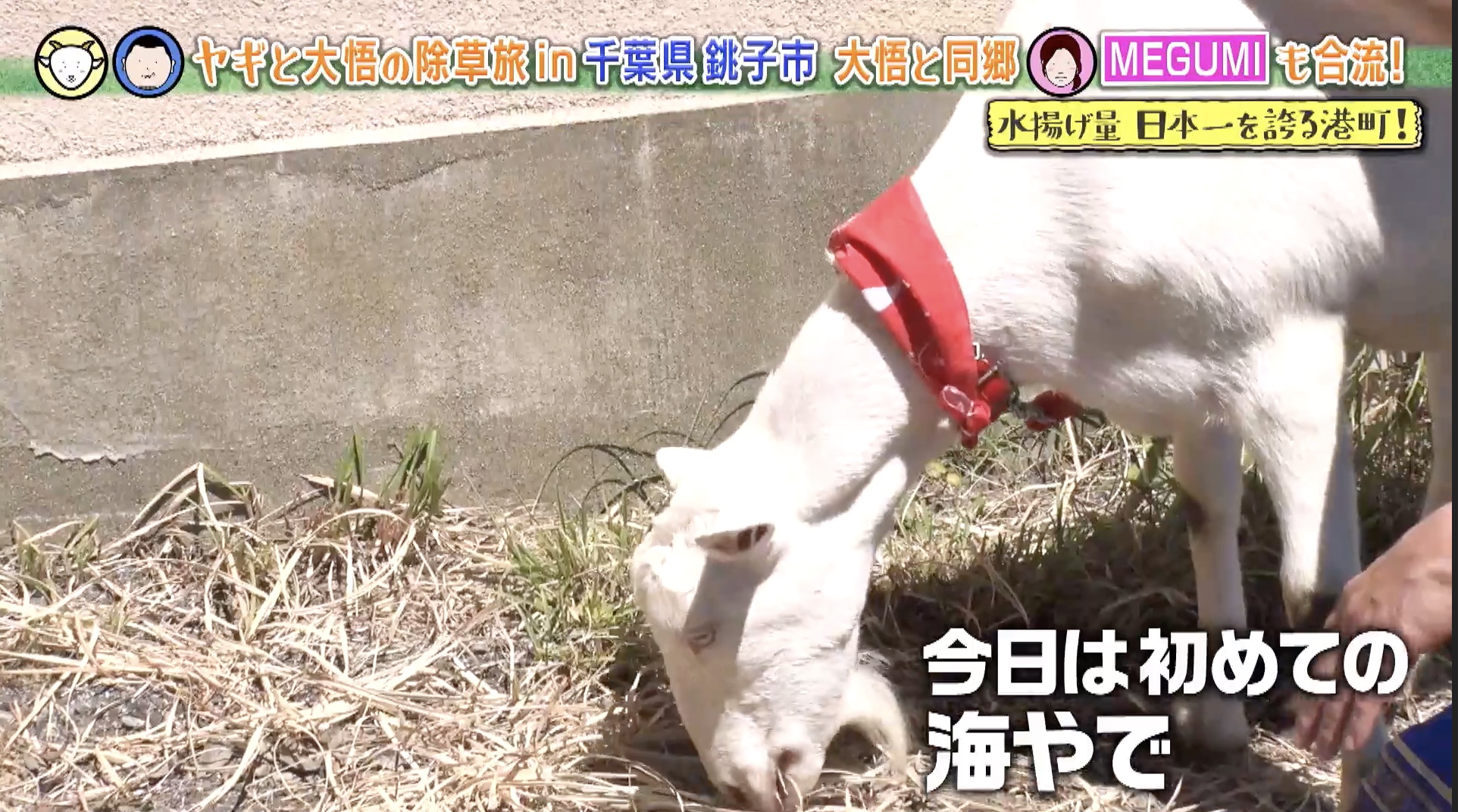 前代未聞 ヤギがフォトブック出版！セクシーポーズも披露！？ | テレ東