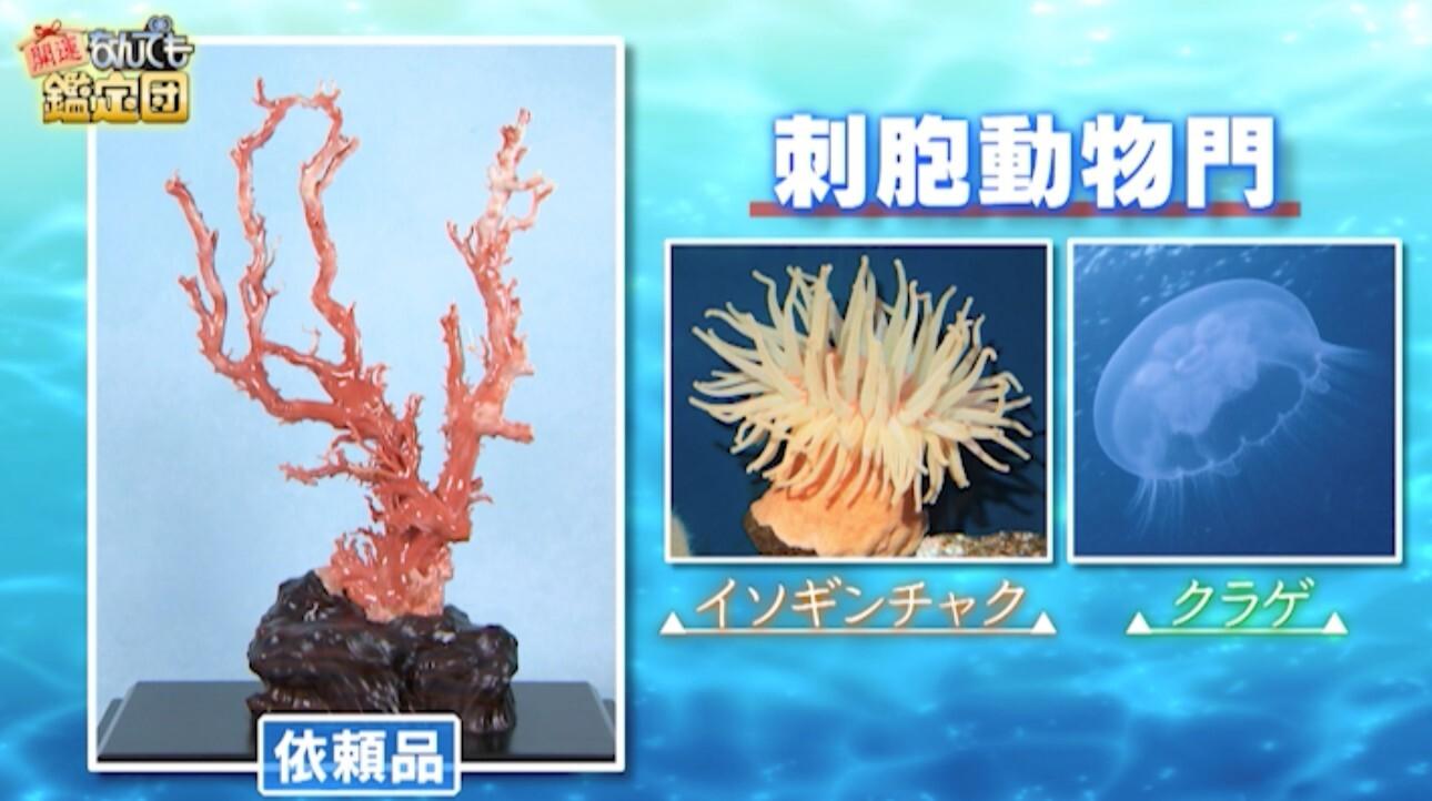 超貴重！叔母の遺品「モモイロサンゴ」が550万円に！「正直いらない