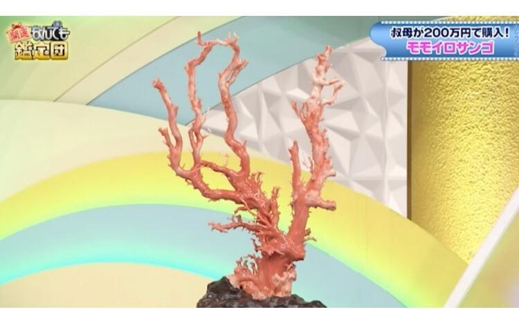 超貴重！叔母の遺品「モモイロサンゴ」が550万円に！「正直いらない
