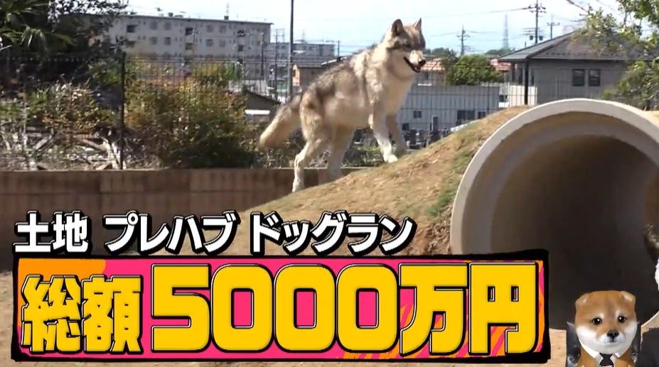 総額5000万円！狼の血を引く“ウルフドッグ”と暮らす家＆赤ちゃん誕生の