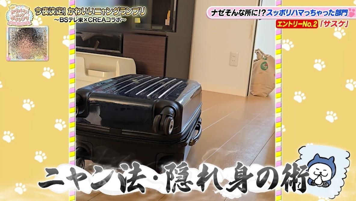 かわいい猫ちゃん集合！鉢にスッポリ、逆さに穴にハマる、お手本のよう