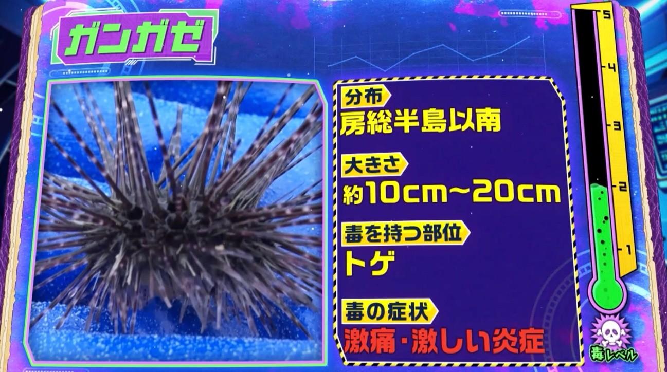 触るな危険！＜海にひそむ猛毒生物＞知らないと命の危険も…房総半島で