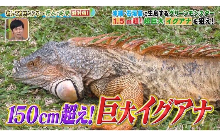 石垣島で繁殖中！ 150cm超＜グリーンモンスター＞野人の死闘：所さんの
