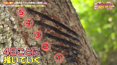 漆塗り」を愛するアメリカ人が輪島塗の職人に弟子入り！独自の製法に