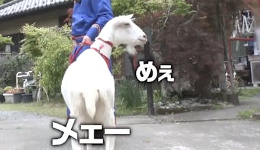 団地　小学生　全裸 M－1狙っちゃう！？千鳥にも負けない息ピッタリの掛け合い！今回の追いヤギ | テレ東・ＢＳテレ東の読んで見て感じるメディア テレ東プラス