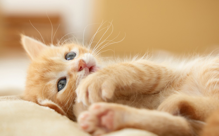 決まりました　腎臓病の猫ちゃん用療法 0c4600a14ead998a2049abf9e577.