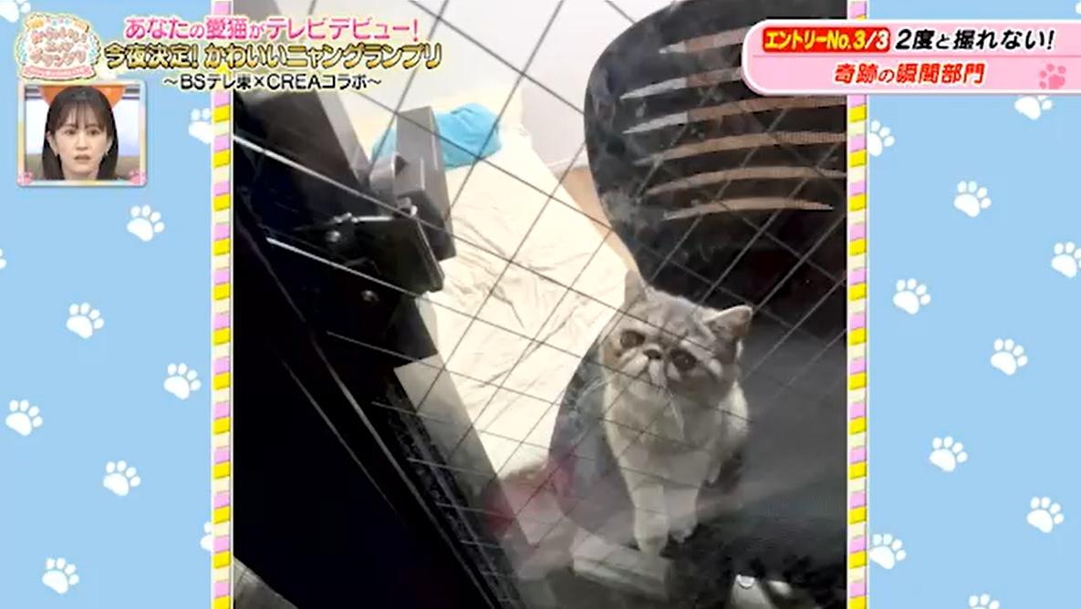 猫ちゃん驚きの表情のワケは…お尻が臭すぎる！？かわいい猫ちゃん動画
