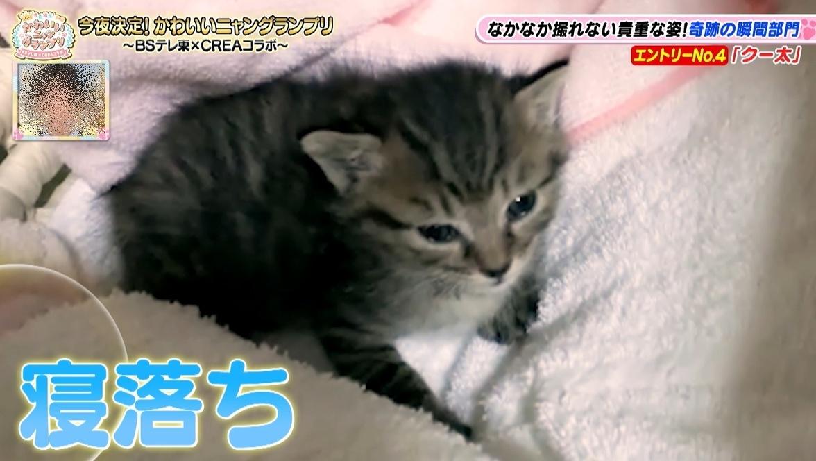 かわいい猫ちゃん集合！鉢にスッポリ、逆さに穴にハマる、お手本のよう