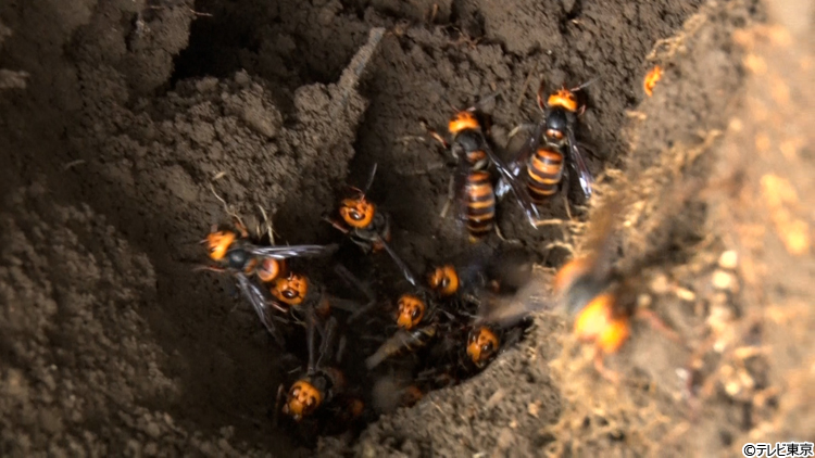 スズメバチの巣（本物） 住宅街で…凶暴スズメバチの巣が巨大化！殺人ハチが2000匹超えの大量