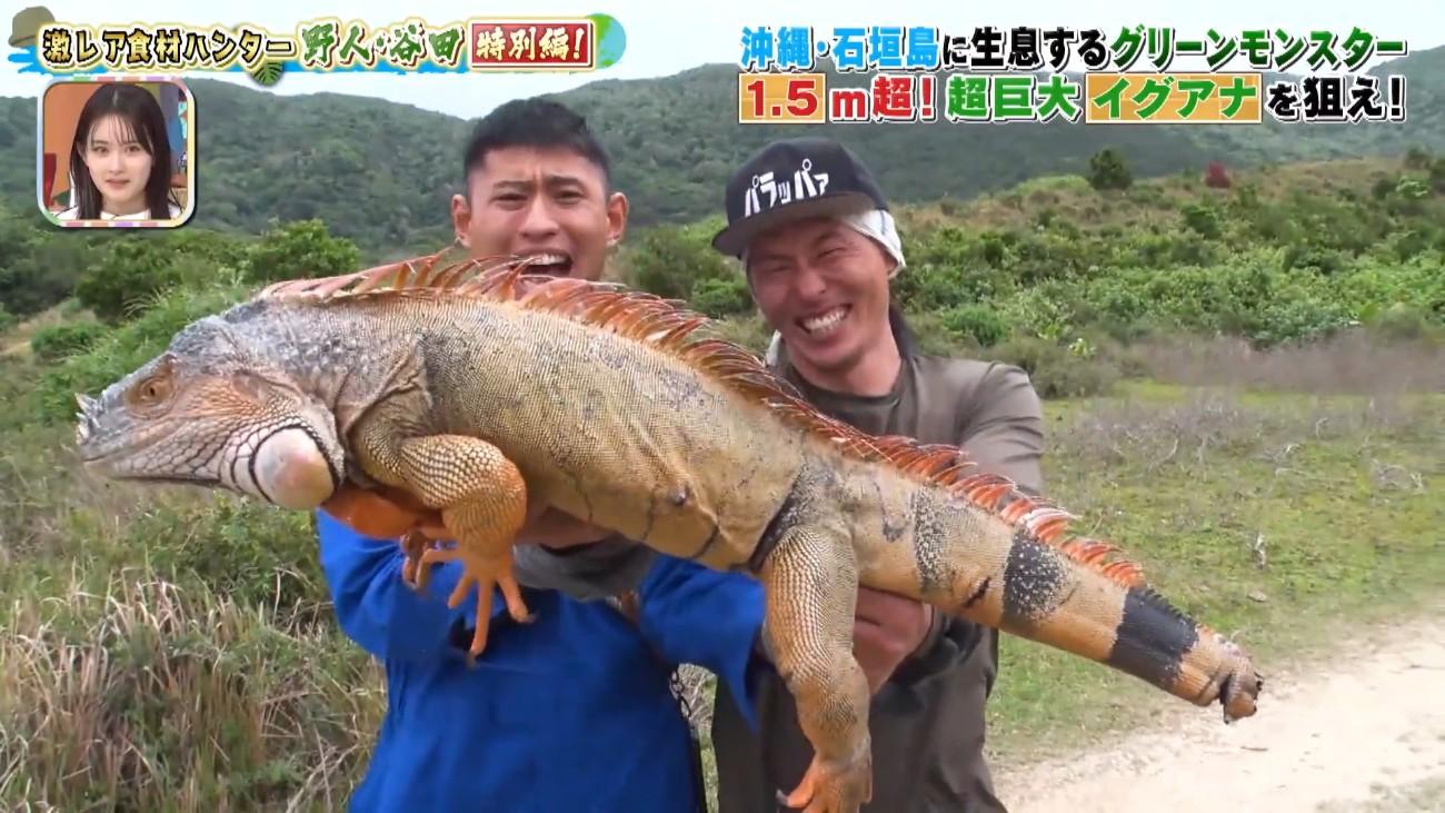 石垣島で繁殖中！ 150cm超＜グリーンモンスター＞野人の死闘：所さんの