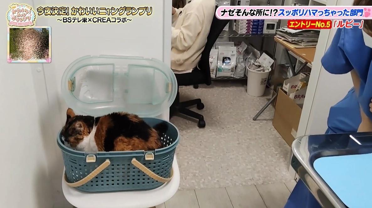 かわいい猫ちゃん集合！鉢にスッポリ、逆さに穴にハマる、お手本のよう