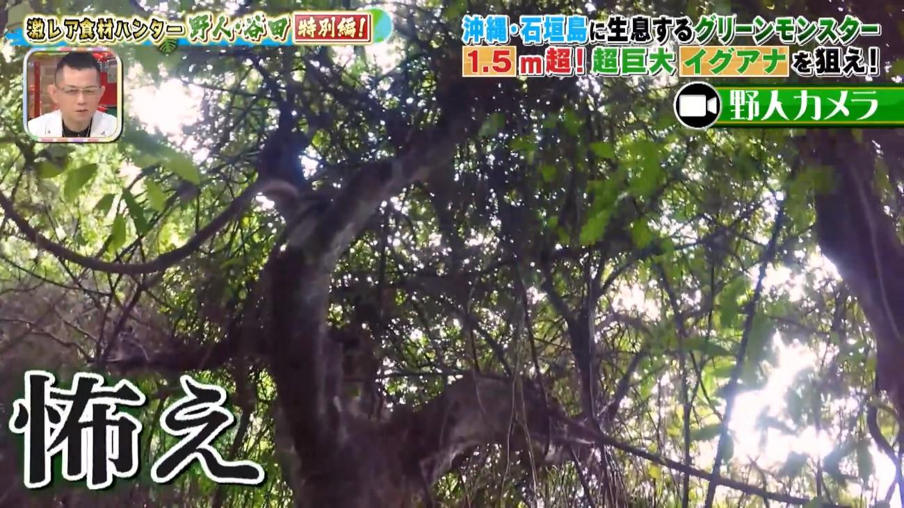 石垣島で繁殖中！ 150cm超＜グリーンモンスター＞野人の死闘：所さんの