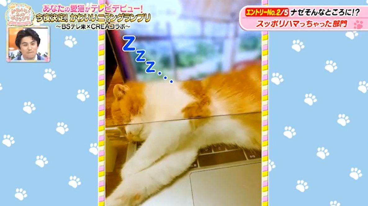 * vintage cat ❀ チリンとなる鈴と一緒 かわいいネコちゃん チリンチリン「ごはんちょうだーい！」がCMに！ 呼び鈴芸で話題の猫