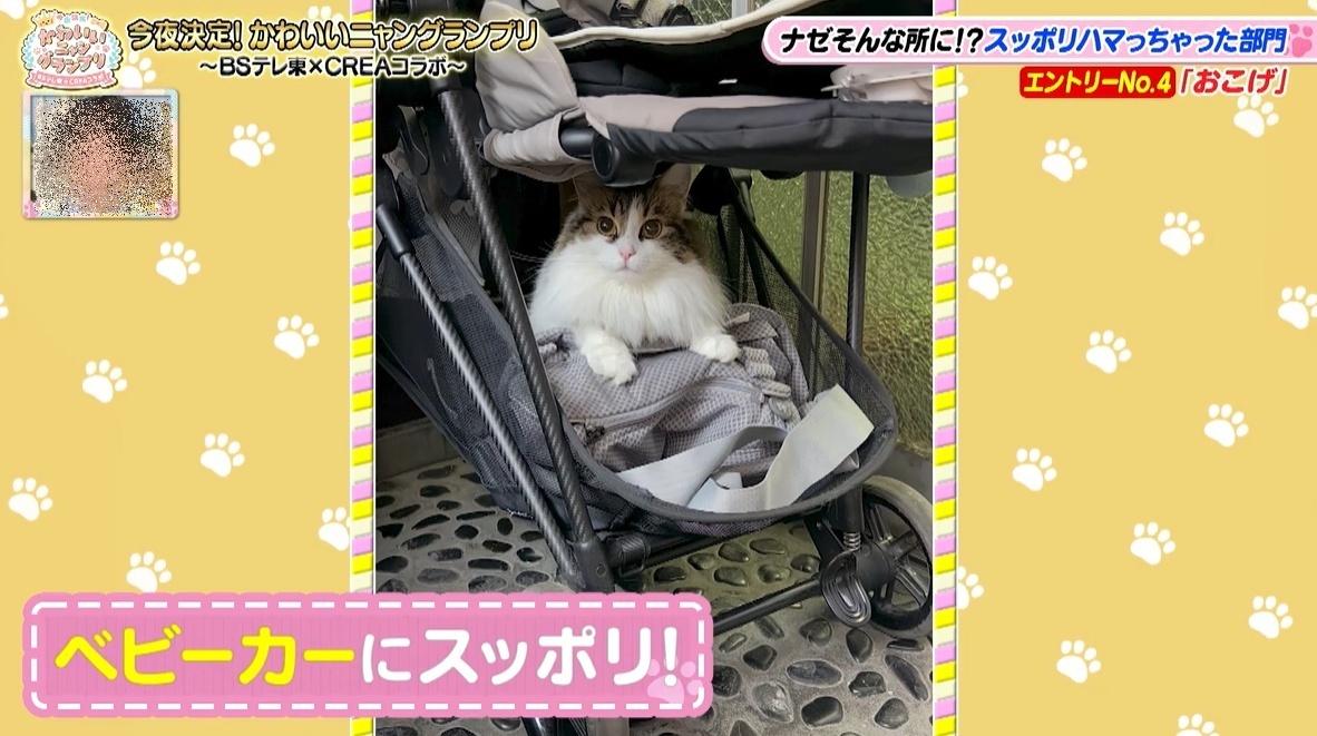 かわいい猫ちゃん集合！鉢にスッポリ、逆さに穴にハマる、お手本のよう