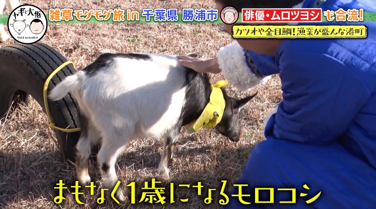 千鳥・大悟「ウチの会社、今大変よ…」ヤギにぼやく！？ムロツヨシも