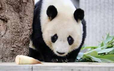 パンダも思ったことが顔に出る？神戸市立王子動物園「タンタン」の秘密