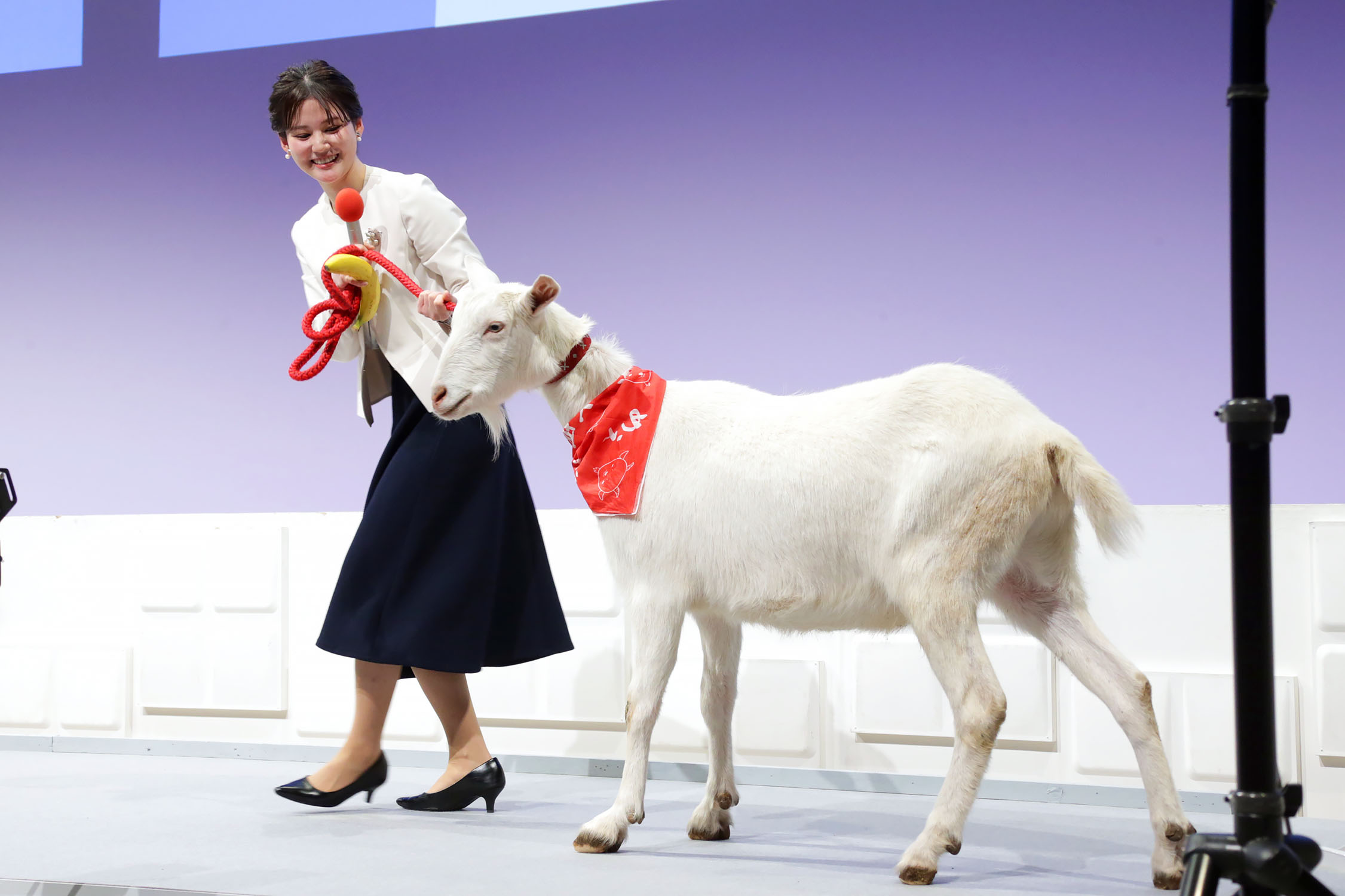 購入決定　ヤギ テレビ東京】入社式史上初！？ヤギのポポがサプライズ登場！「一生懸命