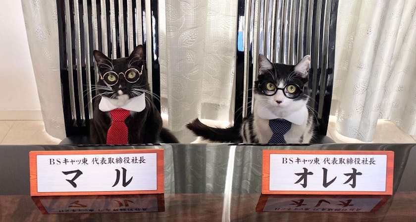 ｂｓテレ東 22年2月22日 火 今年も ｂｓキャッ東 開催 新 猫社長決定 テレ東 リリ速 テレ東リリース最速情報 テレビ東京 ｂｓテレ東 7ch 公式