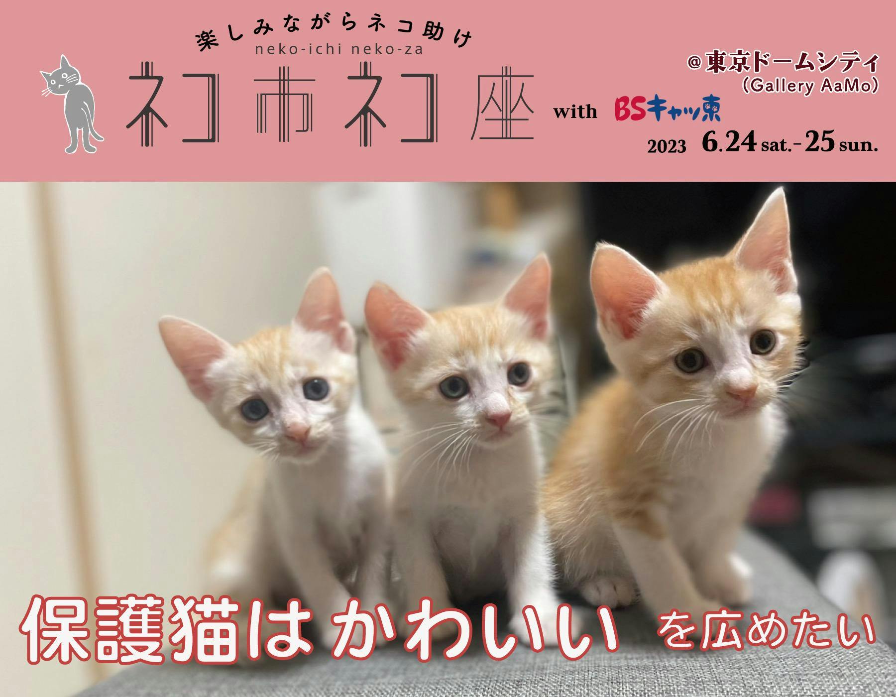 荒れ地のねこ 6 月 24 日 （土）、 25 日（ 日 ）開催 ネコ市ネコ座＠東京ドーム