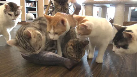 ｂｓテレ東 22年2月22日 火 今年も ｂｓキャッ東 開催 新 猫社長決定 テレ東 リリ速 テレ東リリース最速情報 テレビ東京 ｂｓテレ東 7ch 公式